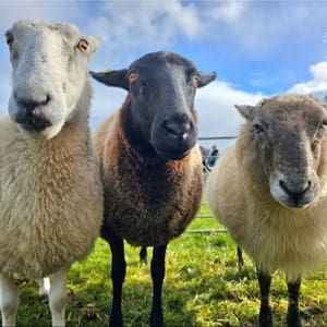 sheep sheep